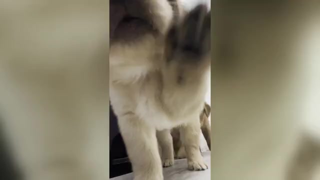 Video preview image #1 Golden Retriever Puppy For Sale in ORLANDO, FL, USA