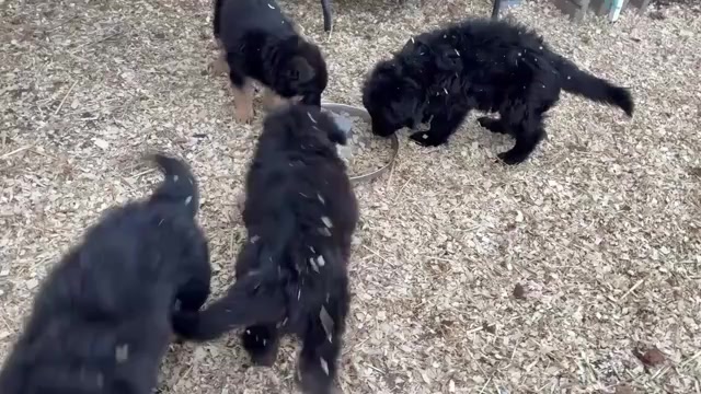 Video preview image #4 German Shepherd Dog Puppy For Sale in NEWVILLE, PA, USA