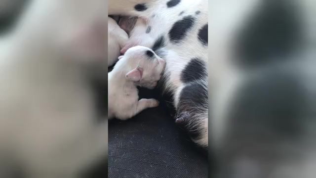 Video preview image #1  Breeder Profile in CHARLOTTE, NC, USA
