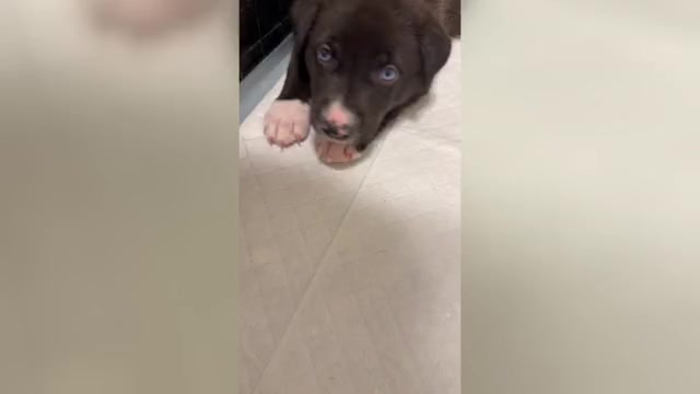 Video preview image #1 Siberian Husky-Unknown Mix Puppy For Sale in ONTARIO, CA, USA