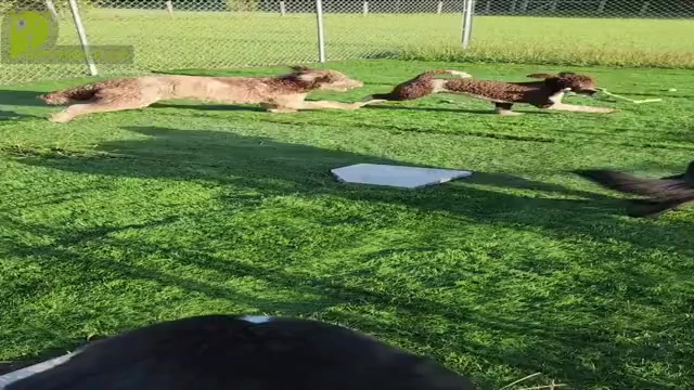 Video preview image #1  Breeder Profile in BUSHNELL, FL, USA