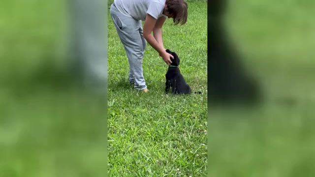 Video preview image #2 Labrador Retriever Puppy For Sale in NEOLA, WV, USA