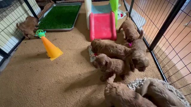 Video preview image #3  Breeder Profile in BAKERSFIELD, CA, USA