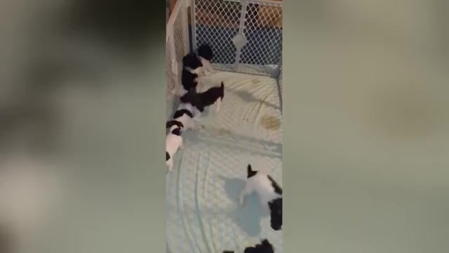 Video preview image #2  Breeder Profile in ENID, OK, USA