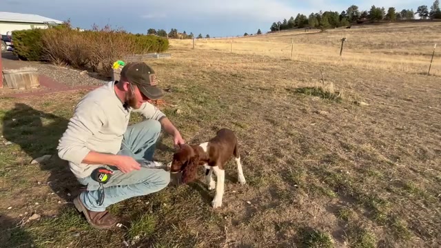 Video preview image #3  Breeder Profile in ACTON, MT, USA
