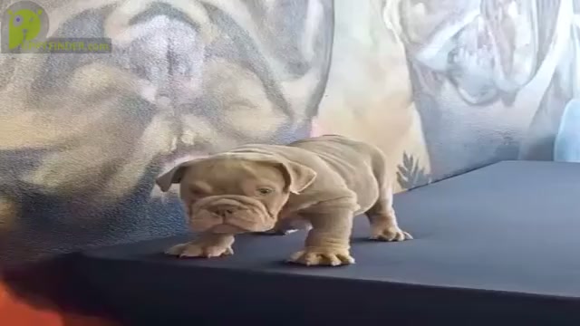 Video preview image #1 English Bulldog Puppy For Sale in FORT LAUDERDALE, FL, USA