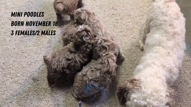 Video preview image #1 Poodle (Miniature) Puppy For Sale in GOSHEN, IN, USA