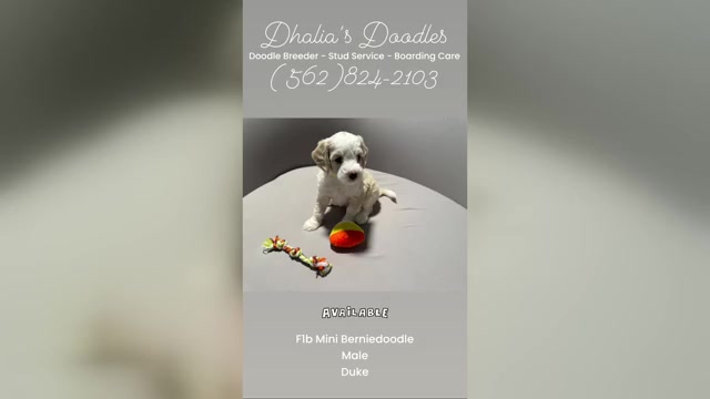 Video preview image #2 Bernedoodle (Miniature) (+ Poodle Miniature) Puppy For Sale in BREA, CA, USA