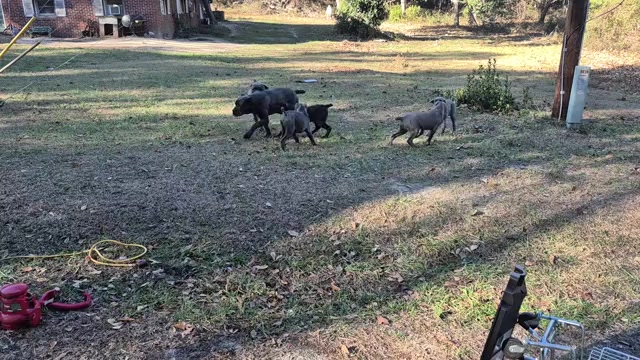 Video preview image #13 Cane Corso Puppy For Sale in COLUMBIA, SC, USA