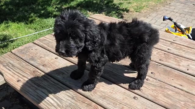 Video preview image #1 Goldendoodle Puppy For Sale in LEON, KS, USA