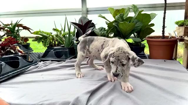 Video preview image #1 Great Dane Puppy For Sale in WAKARUSA, IN, USA
