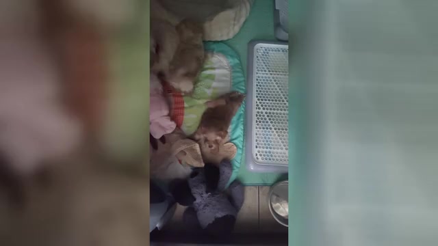 Video preview image #1 Maltipoo (Toy) Puppy For Sale in SAN ANTONIO, TX, USA