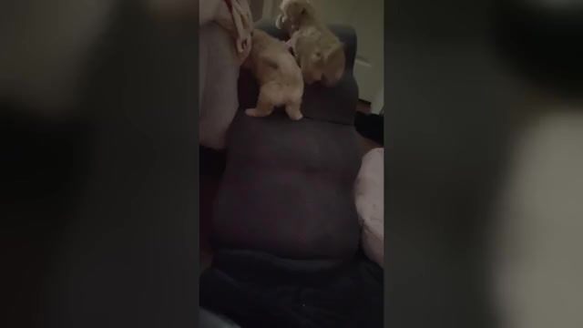 Video preview image #24 Maltipoo (Miniature) Puppy For Sale in SAN ANTONIO, TX, USA