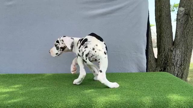 Video preview image #16 Great Dane Puppy For Sale in WAKARUSA, IN, USA