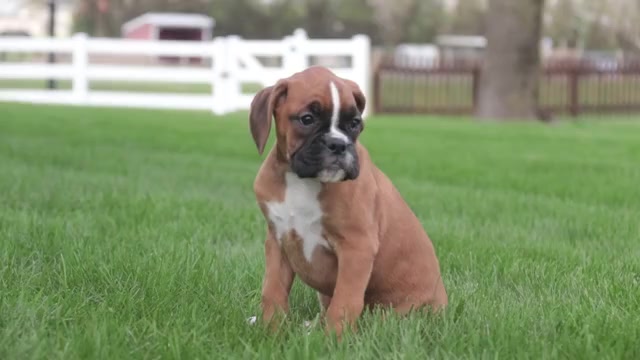 Video preview image #1 Boxer Puppy For Sale in SHIPSHEWANA, IN, USA