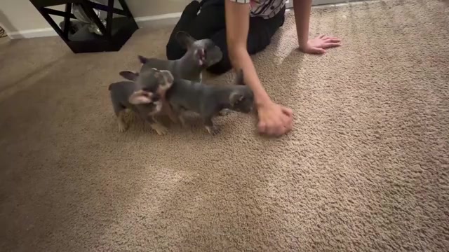 Video preview image #1 French Bulldog Puppy For Sale in WRIGHTSVILLE, PA, USA