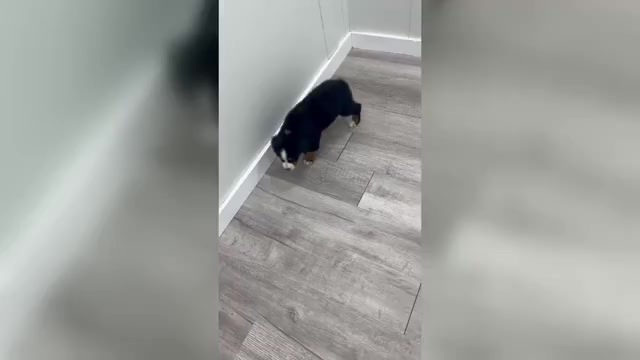 Video preview image #1 Bernese Mountain Dog Puppy For Sale in DUNDEE, OH, USA