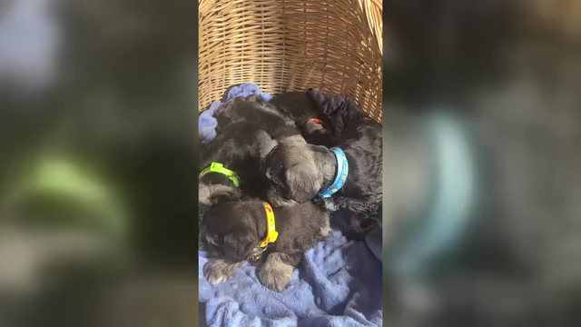 Video preview image #1 Schnauzer (Miniature) Puppy For Sale in HUMESTON, IA, USA