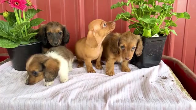 Video preview image #1 Dachshund Puppy For Sale in WAKARUSA, IN, USA