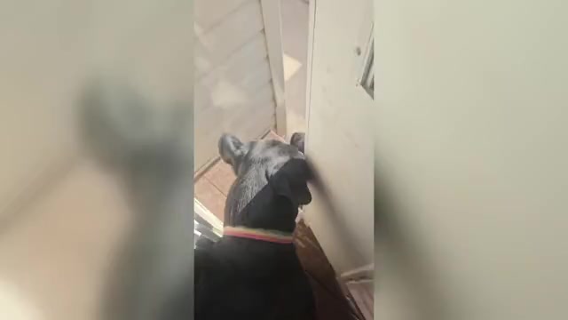 Video preview image #1 Rottweiler Puppy For Sale in O FALLON, MO, USA