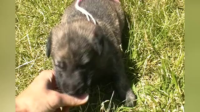 Video preview image #1 German Shepherd Dog Puppy For Sale in PIEDMONT, MO, USA