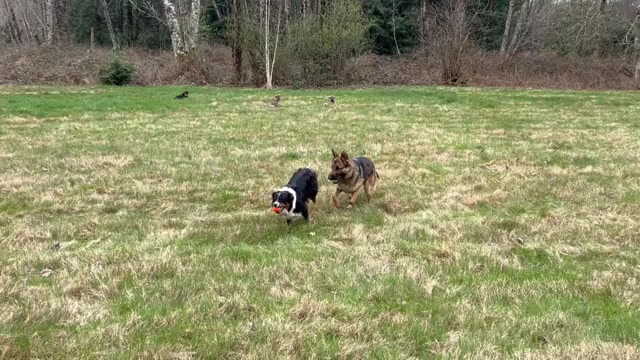 Video preview image #2 Australian Shepherd-German Shepherd Dog Mix Puppy For Sale in DEMING, WA, USA