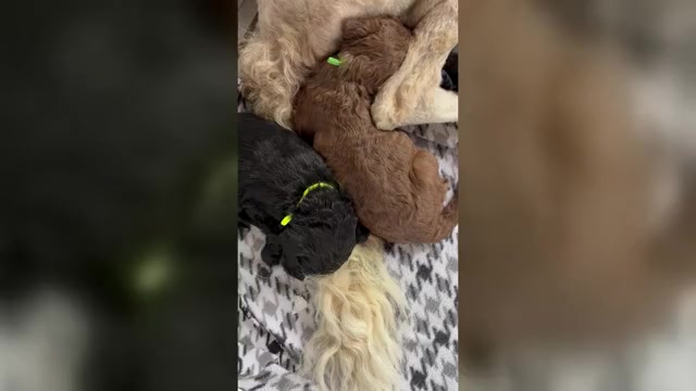 Video preview image #1 Saint Berdoodle Puppy For Sale in HOMOSASSA, FL, USA