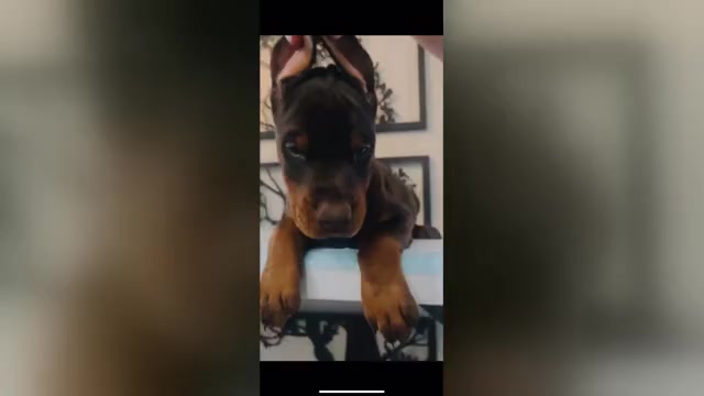 Video preview image #5 Doberman Pinscher Puppy For Sale in COLORADO SPRINGS, CO, USA