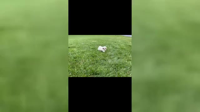 Video preview image #1 Maltipoo Puppy For Sale in WARSAW, IN, USA
