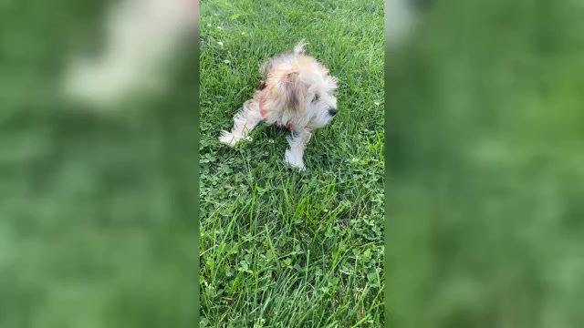 Video preview image #2 Morkie Puppy For Sale in ROCK STREAM, NY, USA