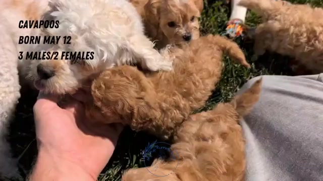 Video preview image #2 Cavapoo (Miniature) Puppy For Sale in GOSHEN, IN, USA