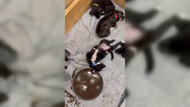 Video preview image #1 Alaskan Husky-American Staffordshire Terrier Mix Puppy For Sale in SNEADS FERRY, NC, USA