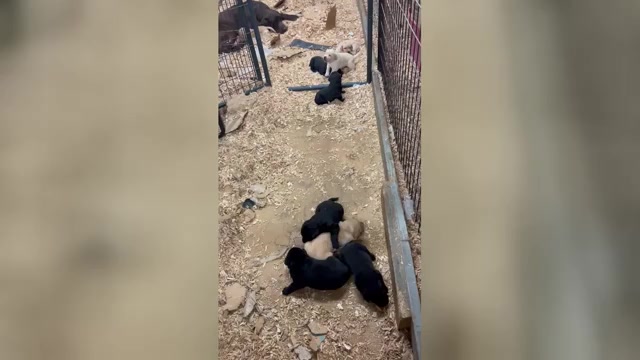 Video preview image #2 Labrador Retriever Puppy For Sale in TENMILE, OR, USA