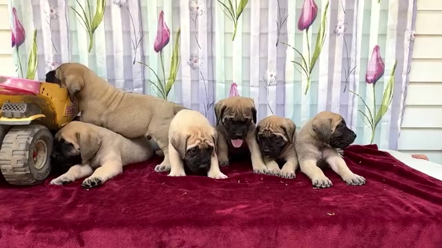 Video preview image #1 Mastiff Puppy For Sale in WAKARUSA, IN, USA