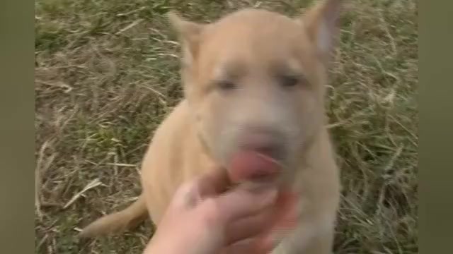 Video preview image #1 German Shepherd Dog Puppy For Sale in PIEDMONT, MO, USA