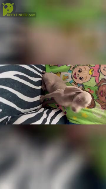 Video preview image #2 Weimaraner Puppy For Sale in ELKTON, KY, USA