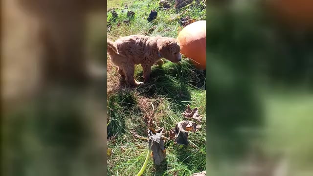 Video preview image #1 Goldendoodle Puppy For Sale in MONTELLO, WI, USA
