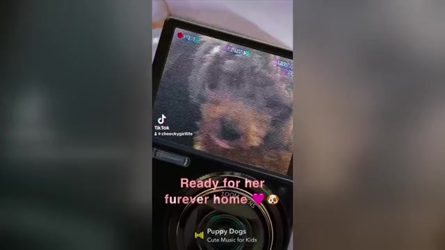 Video preview image #3 Cavapoo (Miniature) Puppy For Sale in BERKLEY, MI, USA