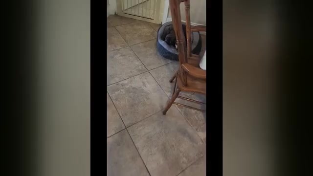 Video preview image #2 French Bulldog Puppy For Sale in CAPE CORAL, FL, USA