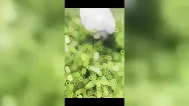 Video preview image #1 Maltese Puppy For Sale in WARSAW, IN, USA