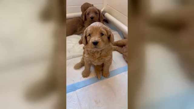 Video preview image #1  Breeder Profile in SPARTANBURG, SC, USA