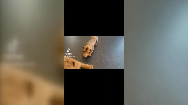Video preview image #21 Dachshund Puppy For Sale in WARSAW, IN, USA