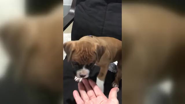 Video preview image #1 Boxer Puppy For Sale in APPLE CREEK, OH, USA