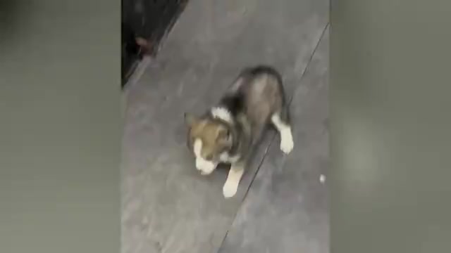 Video preview image #2 Pomsky-Shiba Inu Mix Puppy For Sale in NASHUA, NH, USA