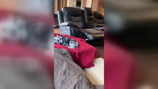 Video preview image #2 French Bulldog Puppy For Sale in CORDOVA, AL, USA