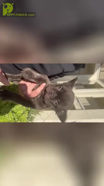 Video preview image #1 French Bulldog Puppy For Sale in SAN DIEGO, CA, USA