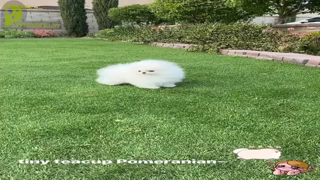 Video preview image #1 Pomeranian Puppy For Sale in CHINO HILLS, CA, USA