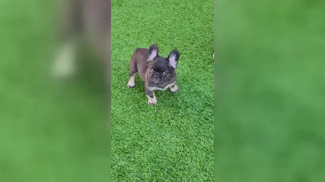 Video preview image #1 French Bulldog Puppy For Sale in LAS VEGAS, NV, USA