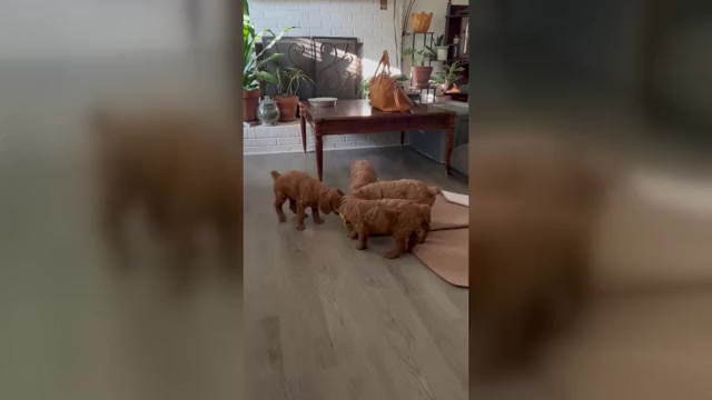 Video preview image #2 Poodle (Standard) Puppy For Sale in ROCK HILL, SC, USA