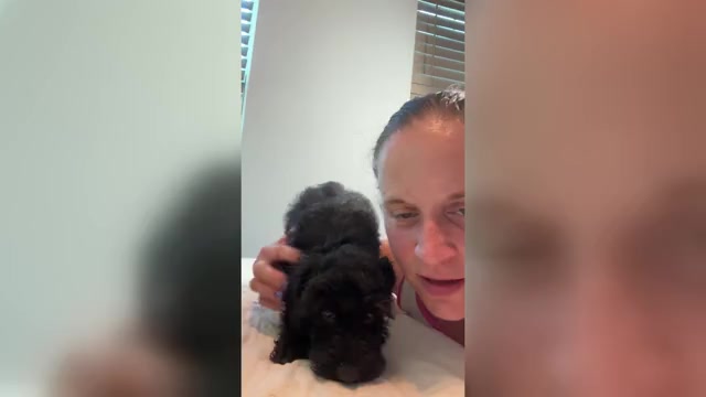 Video preview image #1 Schnoodle (Miniature) Puppy For Sale in MORENO VALLEY, CA, USA